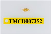 藏品(雙色澤蟹)的圖片